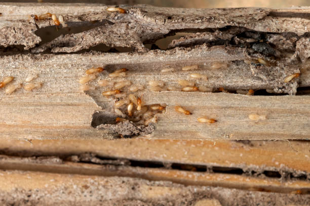 Best Affordable Pest Control Services  in Sunnyslope, WA