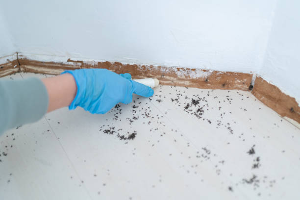 Best Rat Extermination Near Me  in Sunnyslope, WA